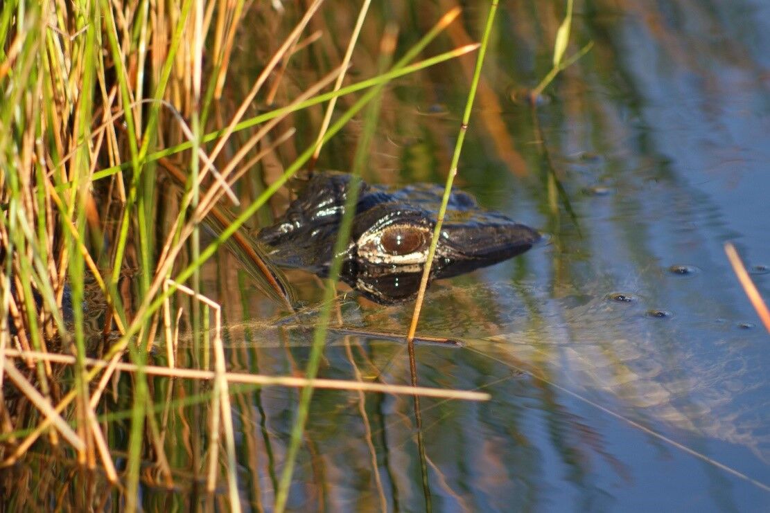 Sloughs are “deep” sections of a wetland that are flooded periodically. In the Everglades, Shark River and Taylor Sloughs are the arteries transporting and spreading the lifeblood of the Everglades, water. Many plants and animals, like spikerush and America alligators, both pictured, rely on sloughs in the park for continued survival.